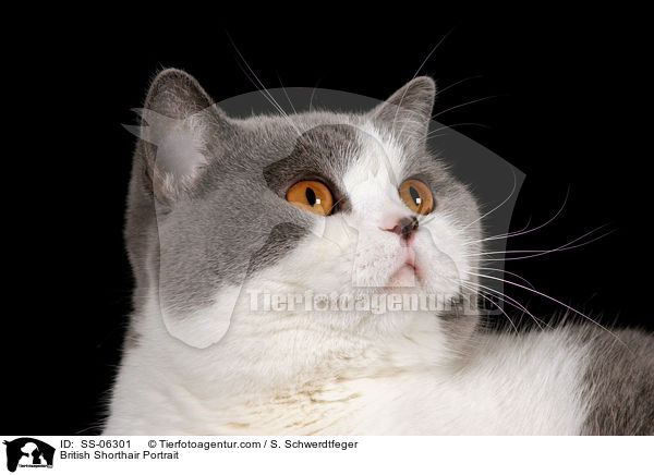 Britisch Kurzhaar Portrait / British Shorthair Portrait / SS-06301