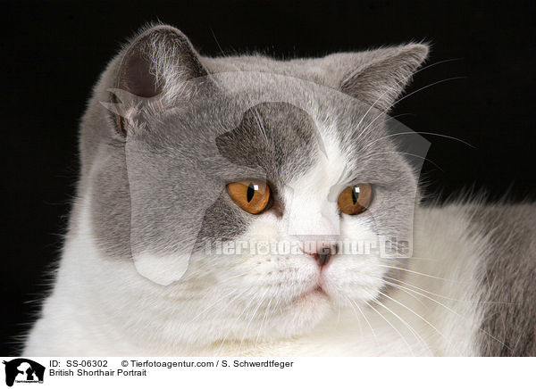 Britisch Kurzhaar Portrait / British Shorthair Portrait / SS-06302
