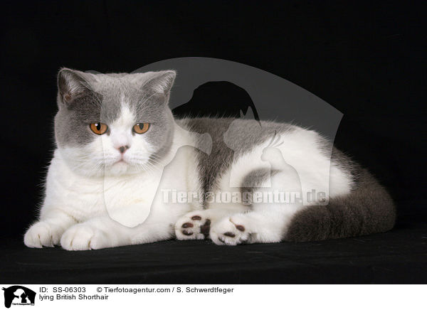 liegende Britisch Kurzhaar / lying British Shorthair / SS-06303
