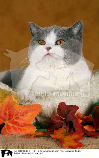 Britisch Kurzhaar in Krbchen / British Shorthair in catbed / SS-06304