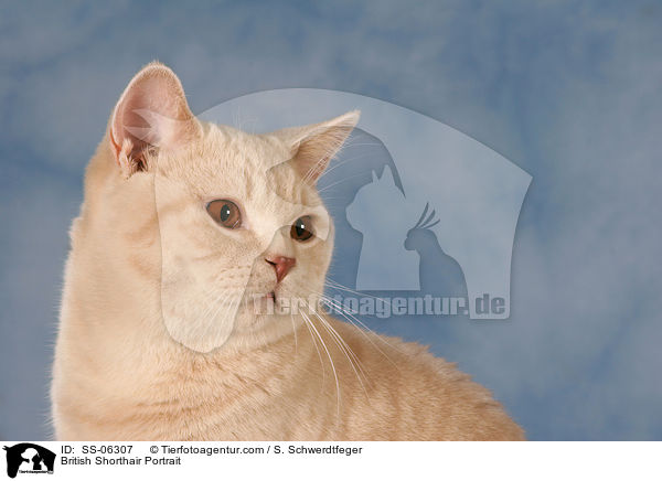 Britisch Kurzhaar Portrait / British Shorthair Portrait / SS-06307