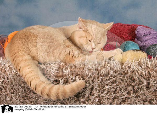 schlafende Britisch Kurzhaar / sleeping British Shorthair / SS-06310