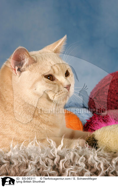 liegende Britisch Kurzhaar / lying British Shorthair / SS-06311