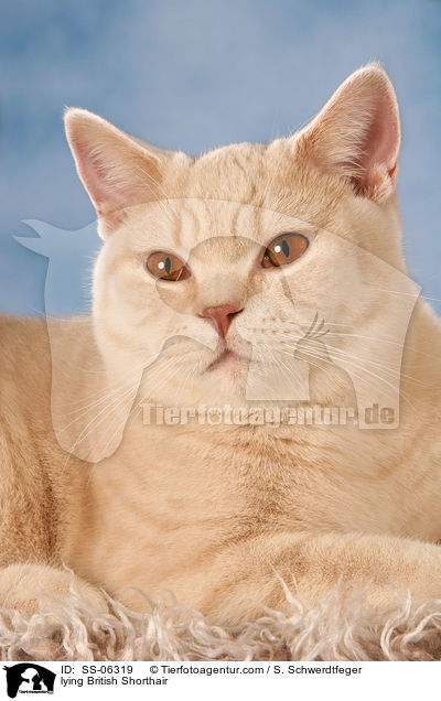 liegende Britisch Kurzhaar / lying British Shorthair / SS-06319