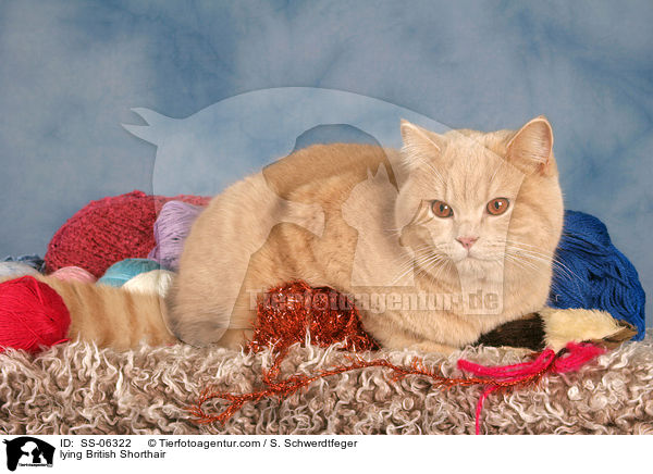 liegende Britisch Kurzhaar / lying British Shorthair / SS-06322