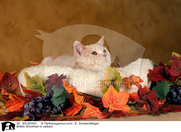 Britisch Kurzhaar in Krbchen / British Shorthair in catbed / SS-06343