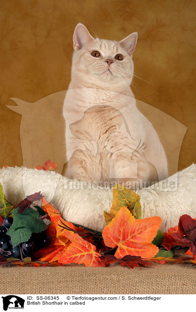 Britisch Kurzhaar in Krbchen / British Shorthair in catbed / SS-06345