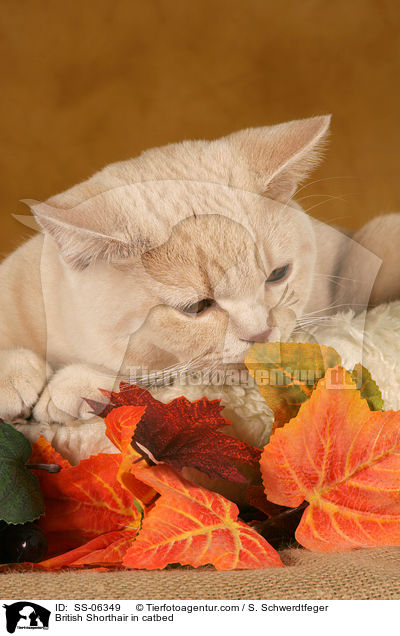 Britisch Kurzhaar in Krbchen / British Shorthair in catbed / SS-06349