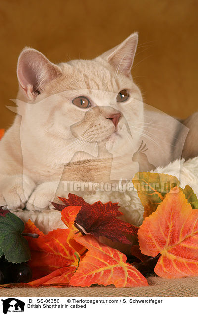 Britisch Kurzhaar in Krbchen / British Shorthair in catbed / SS-06350