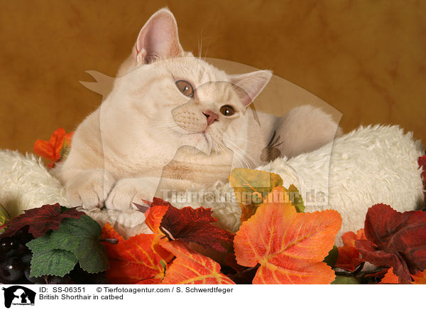 Britisch Kurzhaar in Krbchen / British Shorthair in catbed / SS-06351