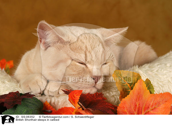 Britisch Kurzhaar schlft im Krbchen / British Shorthair sleeps in catbed / SS-06352