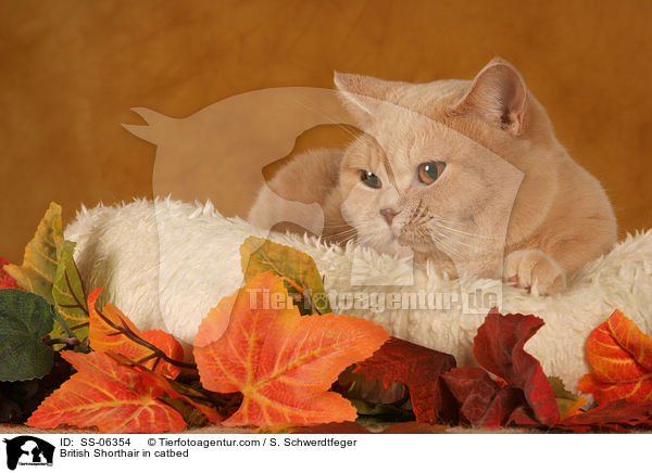 Britisch Kurzhaar in Krbchen / British Shorthair in catbed / SS-06354