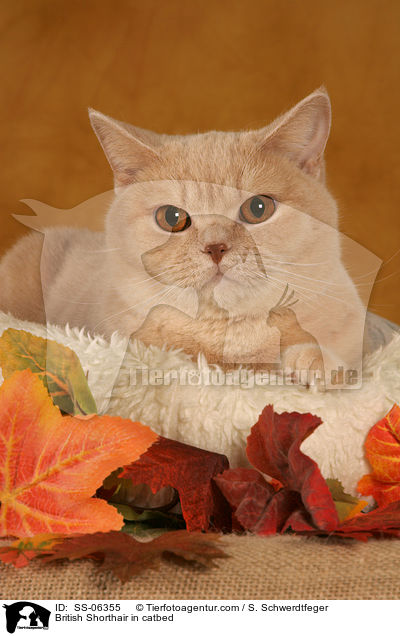Britisch Kurzhaar in Krbchen / British Shorthair in catbed / SS-06355