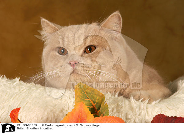 Britisch Kurzhaar in Krbchen / British Shorthair in catbed / SS-06359