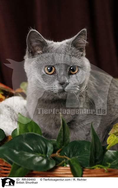 Britisch Kurzhaar / British Shorthair / RR-09460