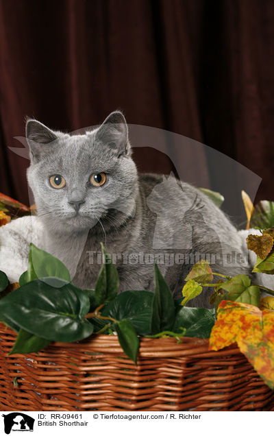 Britisch Kurzhaar / British Shorthair / RR-09461