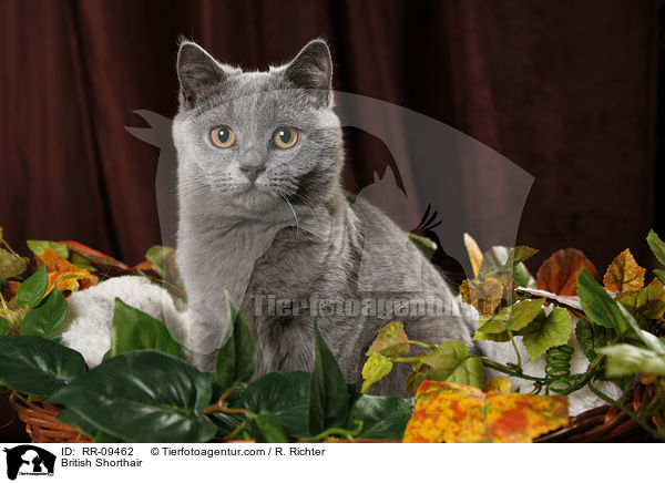 Britisch Kurzhaar / British Shorthair / RR-09462