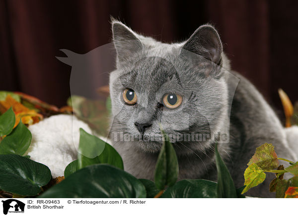Britisch Kurzhaar / British Shorthair / RR-09463