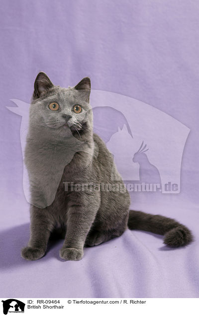 Britisch Kurzhaar / British Shorthair / RR-09464