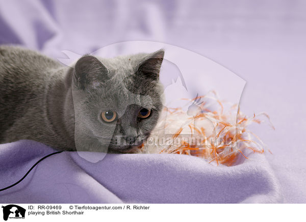 spielende Britisch Kurzhaar / playing British Shorthair / RR-09469
