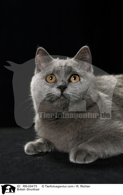 Britisch Kurzhaar / British Shorthair / RR-09475