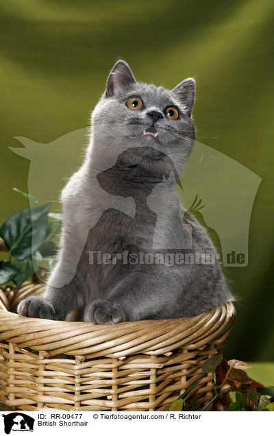 Britisch Kurzhaar / British Shorthair / RR-09477