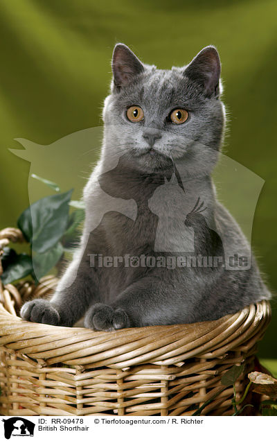 Britisch Kurzhaar / British Shorthair / RR-09478