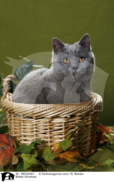 Britisch Kurzhaar / British Shorthair / RR-09481