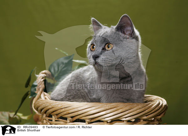 Britisch Kurzhaar / British Shorthair / RR-09483