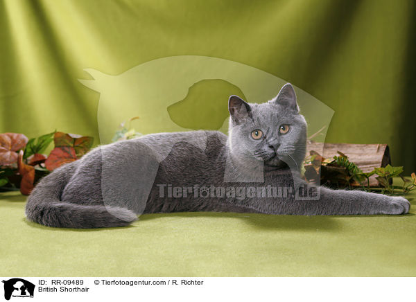 Britisch Kurzhaar / British Shorthair / RR-09489
