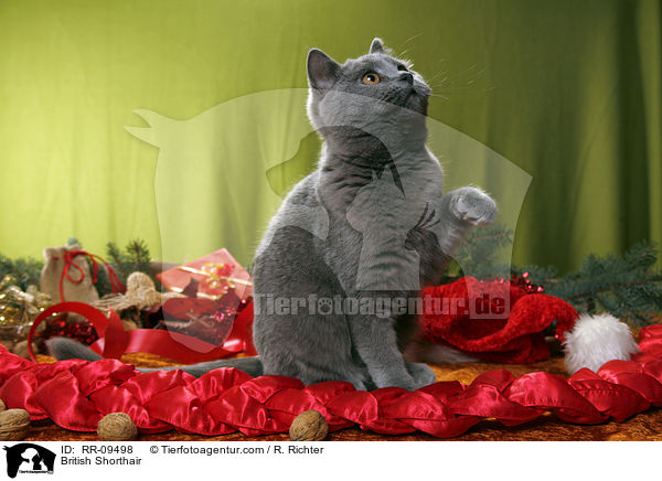 Britisch Kurzhaar / British Shorthair / RR-09498