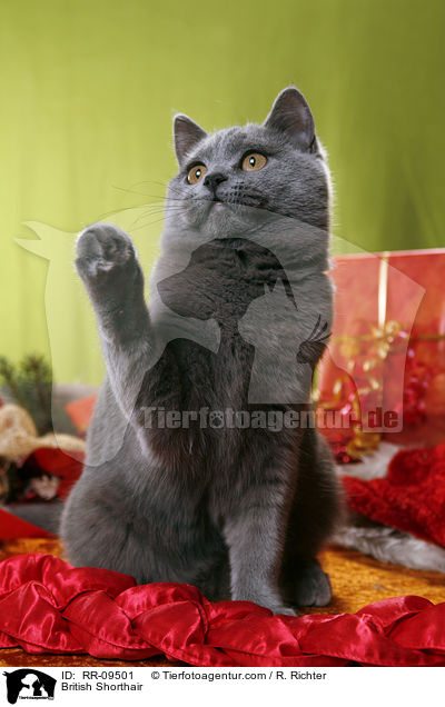 Britisch Kurzhaar / British Shorthair / RR-09501