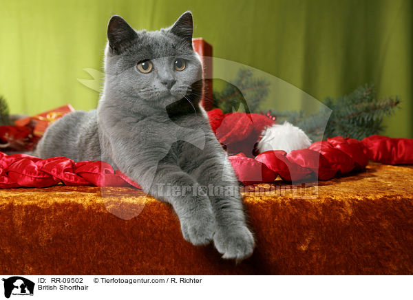 Britisch Kurzhaar / British Shorthair / RR-09502