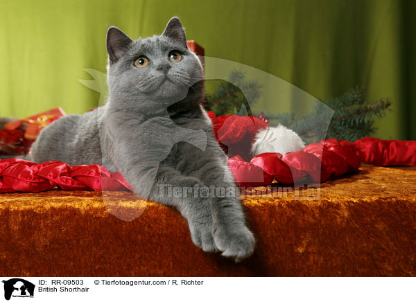 Britisch Kurzhaar / British Shorthair / RR-09503