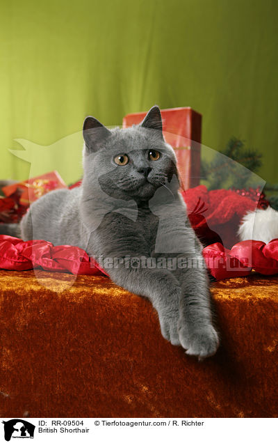 Britisch Kurzhaar / British Shorthair / RR-09504