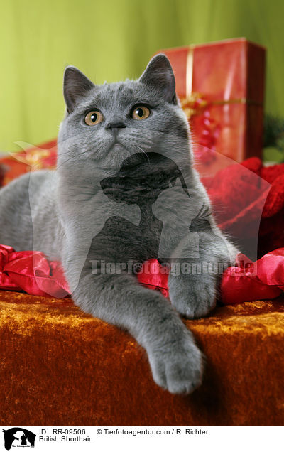 Britisch Kurzhaar / British Shorthair / RR-09506
