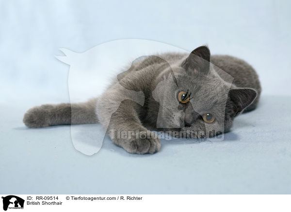Britisch Kurzhaar / British Shorthair / RR-09514
