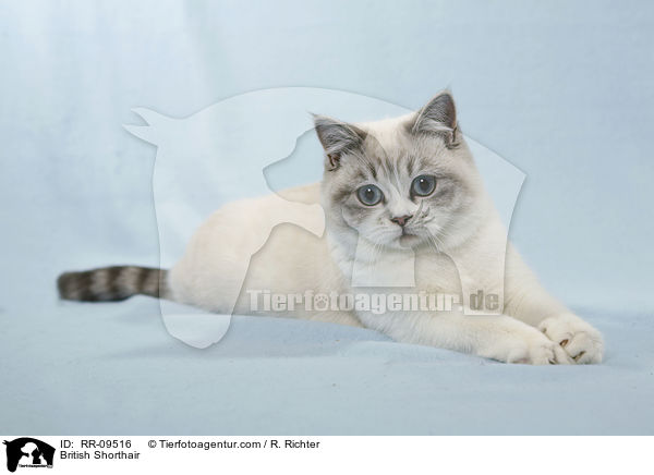 Britisch Kurzhaar / British Shorthair / RR-09516