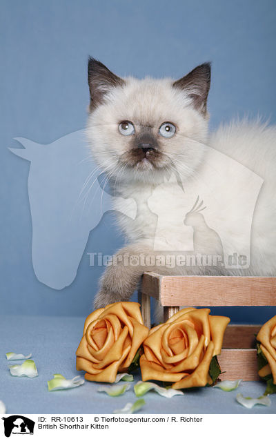 Britisch Kurzhaar Ktzchen / British Shorthair Kitten / RR-10613