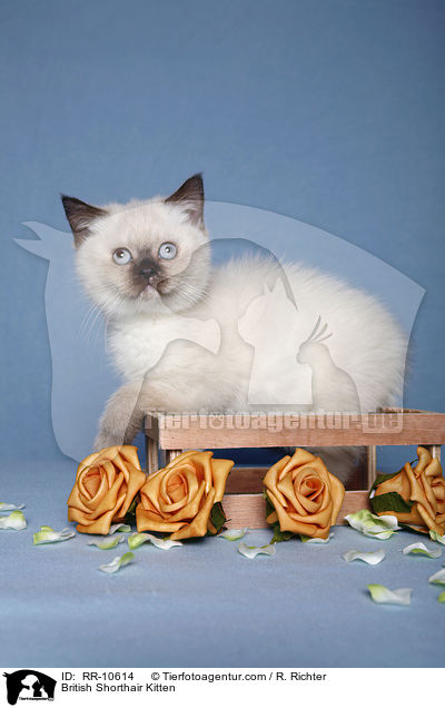 Britisch Kurzhaar Ktzchen / British Shorthair Kitten / RR-10614