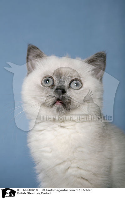 British Shorthair Portrait / RR-10618