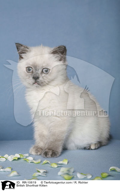 British Shorthair Kitten / RR-10619