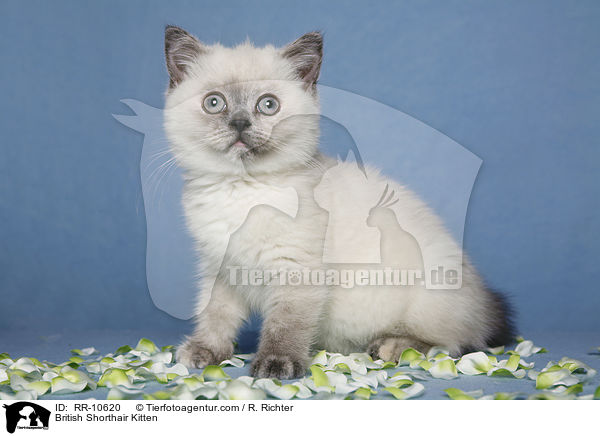 Britisch Kurzhaar Ktzchen / British Shorthair Kitten / RR-10620