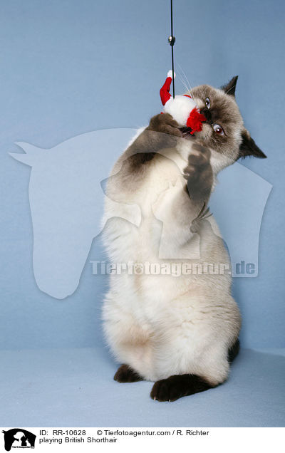 spielende Britisch Kurzhaar / playing British Shorthair / RR-10628