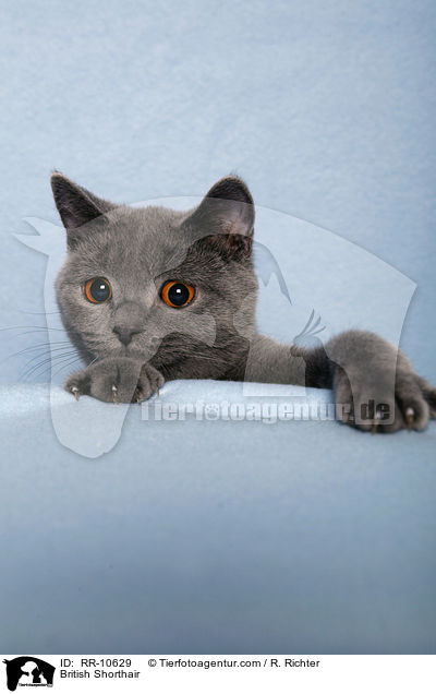 Britisch Kurzhaar / British Shorthair / RR-10629