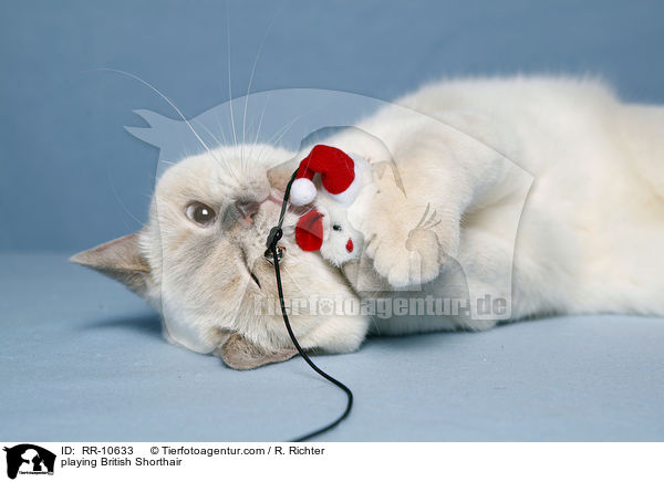 spielende Britisch Kurzhaar / playing British Shorthair / RR-10633