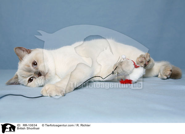 Britisch Kurzhaar / British Shorthair / RR-10634
