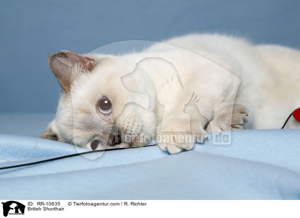 Britisch Kurzhaar / British Shorthair / RR-10635