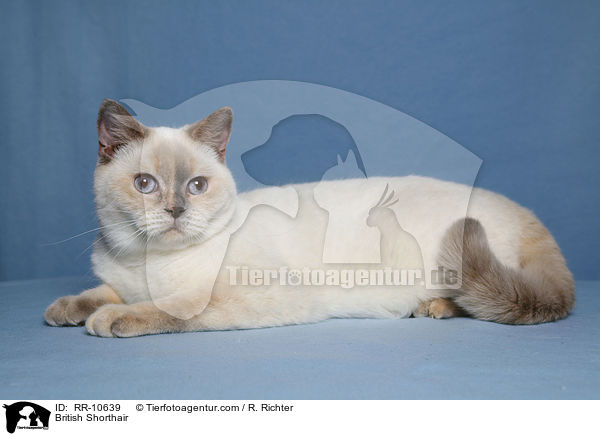 Britisch Kurzhaar / British Shorthair / RR-10639
