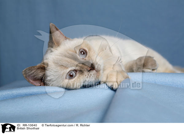 Britisch Kurzhaar / British Shorthair / RR-10640